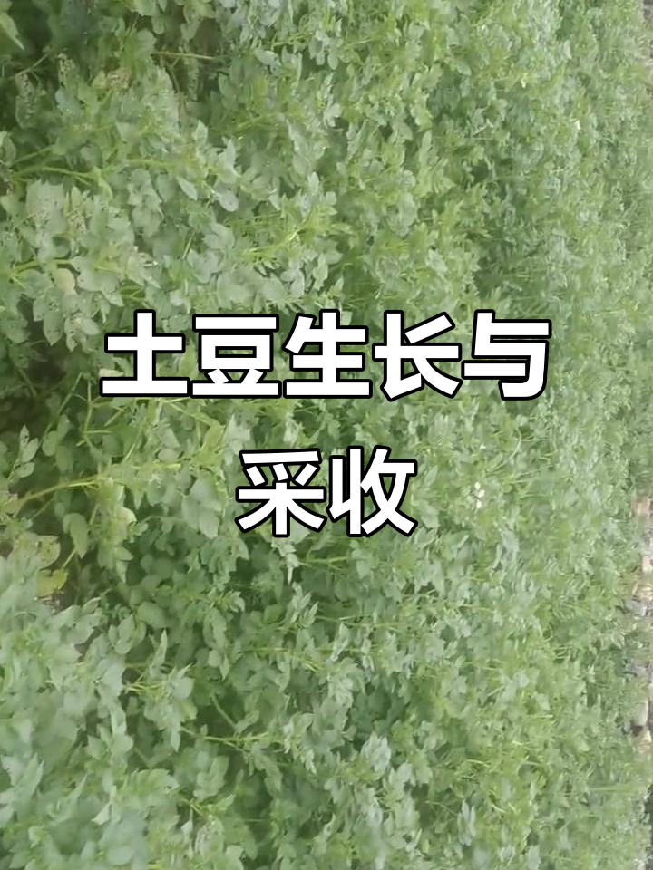 从播种到收获,土豆的生长过程全纪录
