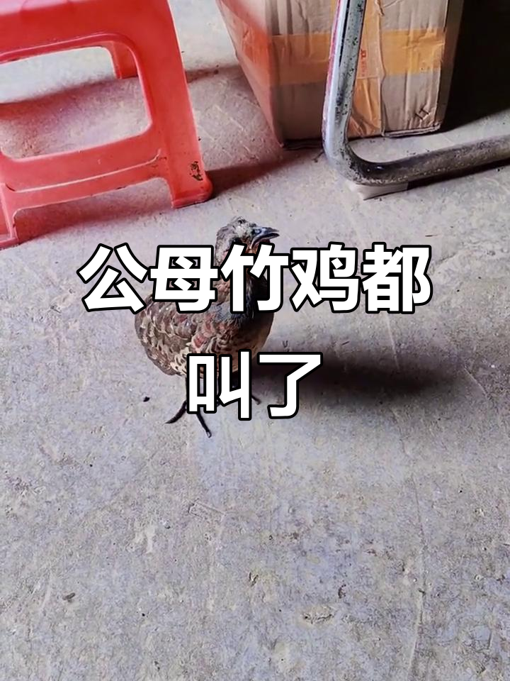 竹鸡公母齐鸣,真乃“夫唱妇随”也!