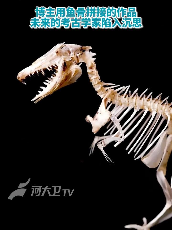 博主用鱼骨拼接的作品,未来的考古学家陷入沉思 标本制作