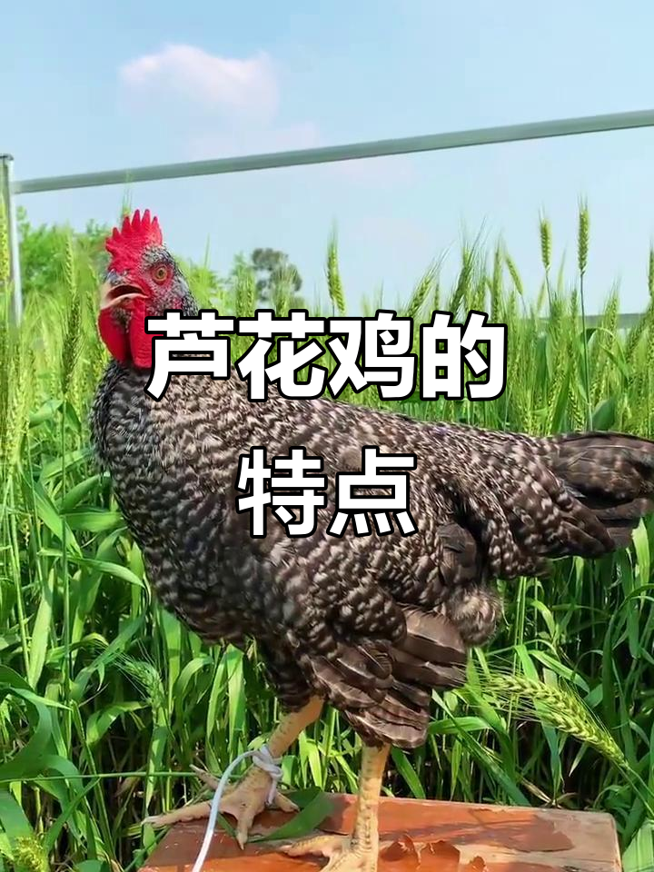 芦花鸡：山东土生品种，元宝状外貌与高产蛋的完美结合