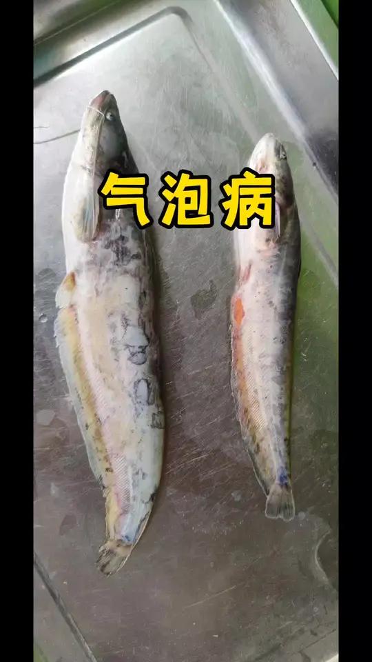 气泡病 杂交鲶 鱼苗
