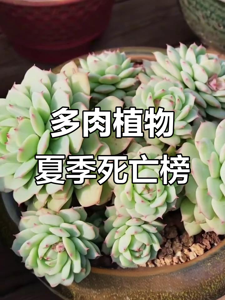 夏季必死多肉植物大揭秘，看看你家有没有这些品种