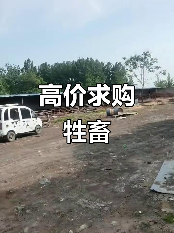 大量收购绵羊、山羊及架子牛,价格优厚