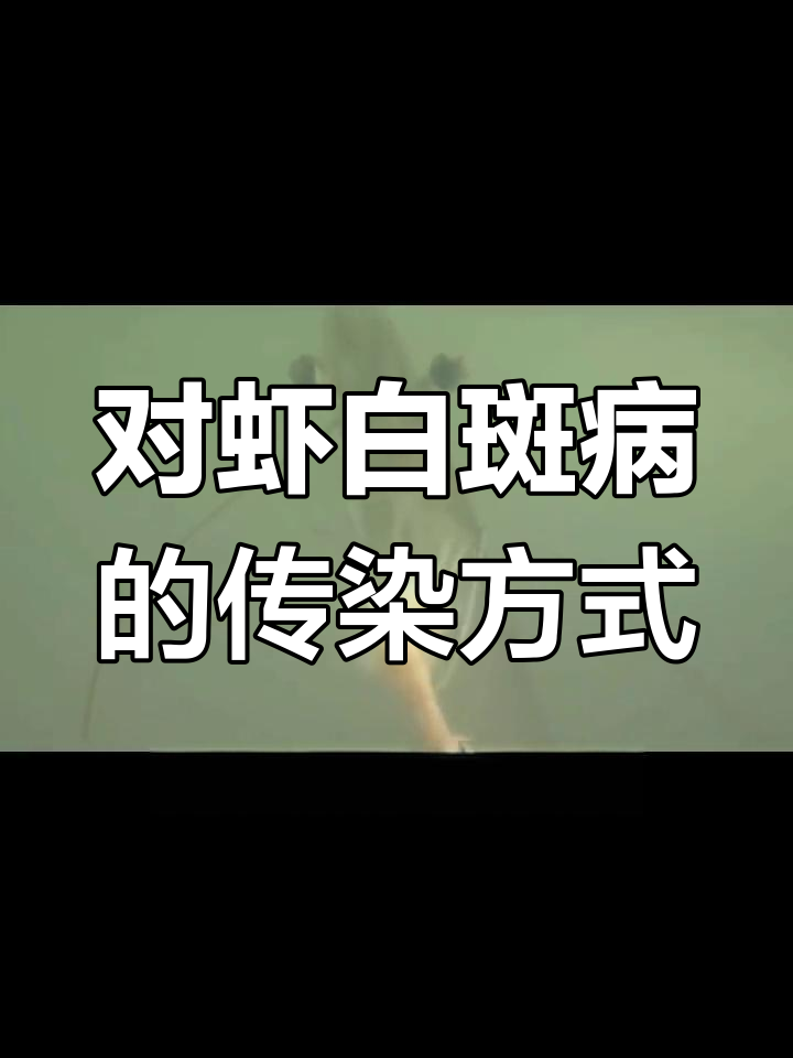 南美白对虾白斑病传播途径揭秘:死虾如何感染健康虾
