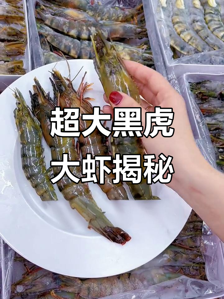 黑虎虾越大越珍贵,你见过最大的是多少克?