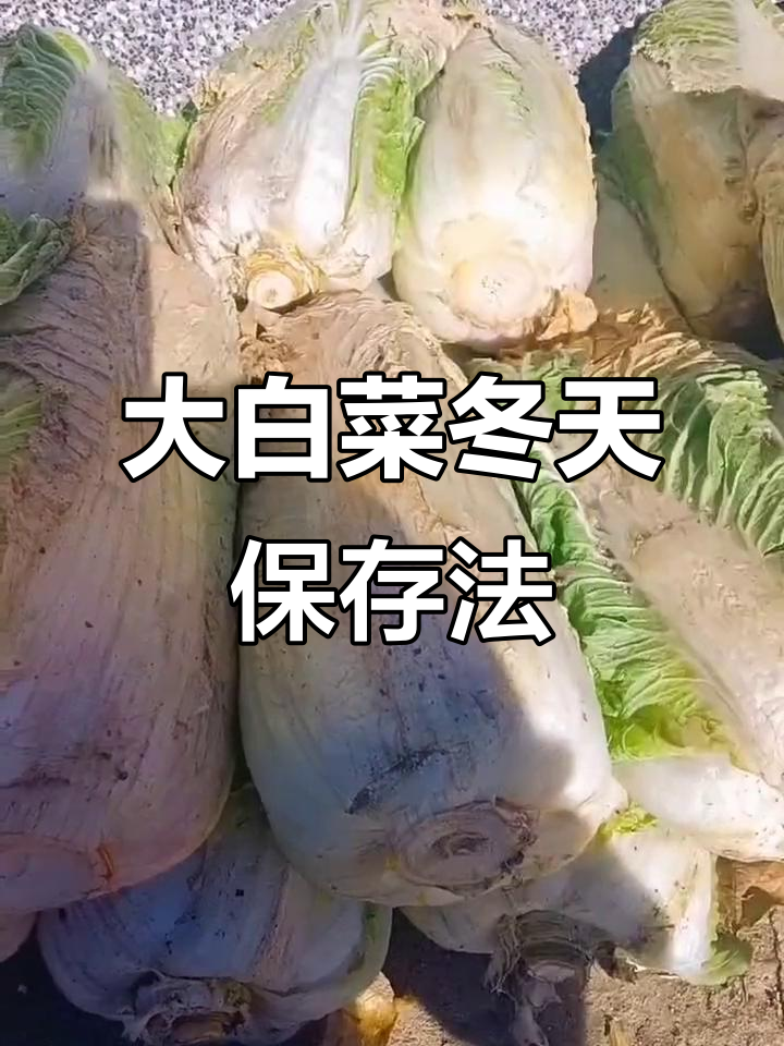冬季大白菜储存秘诀,教你如何保鲜不烂芯