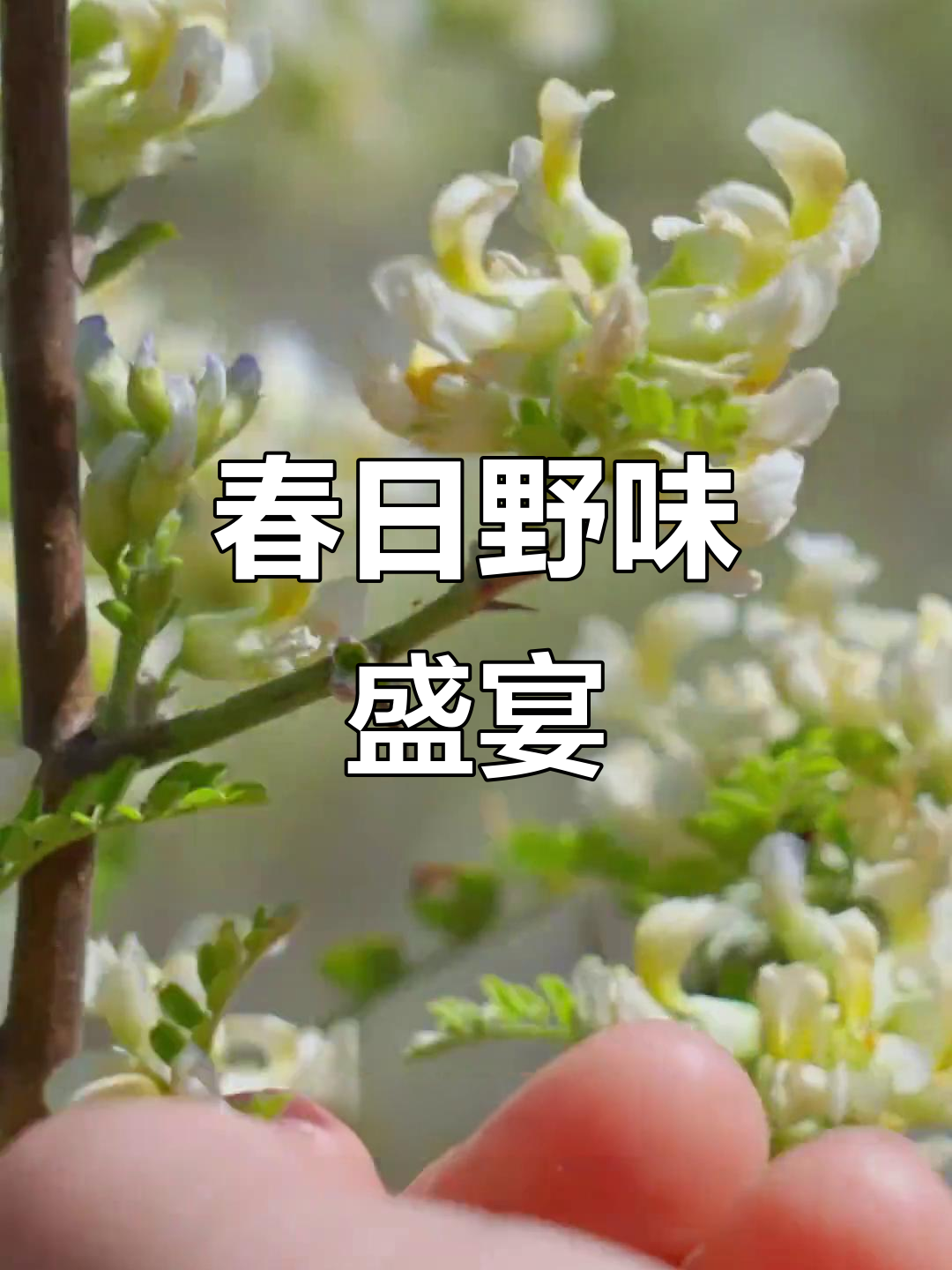 云南春季野菜大集结,尝尽当地独特美味!
