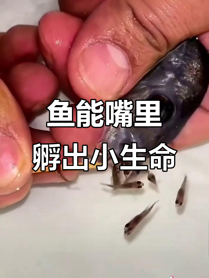 鱼嘴生小鱼?揭秘口夫鱼的独特孵化方式