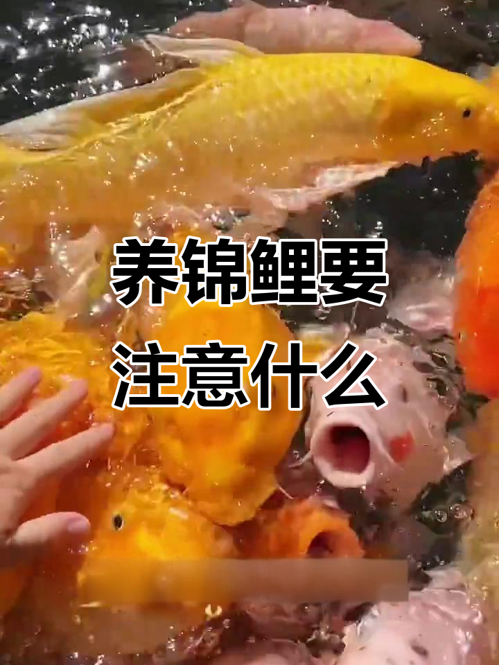 锦鲤养几条最合适?注意这些关键因素