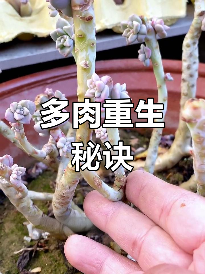 三年多肉老桩,砍头扦插后焕发新生,芽点满满!