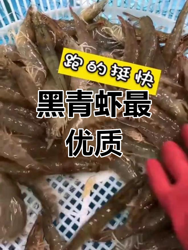 青虾养殖全解析:颜色与种类