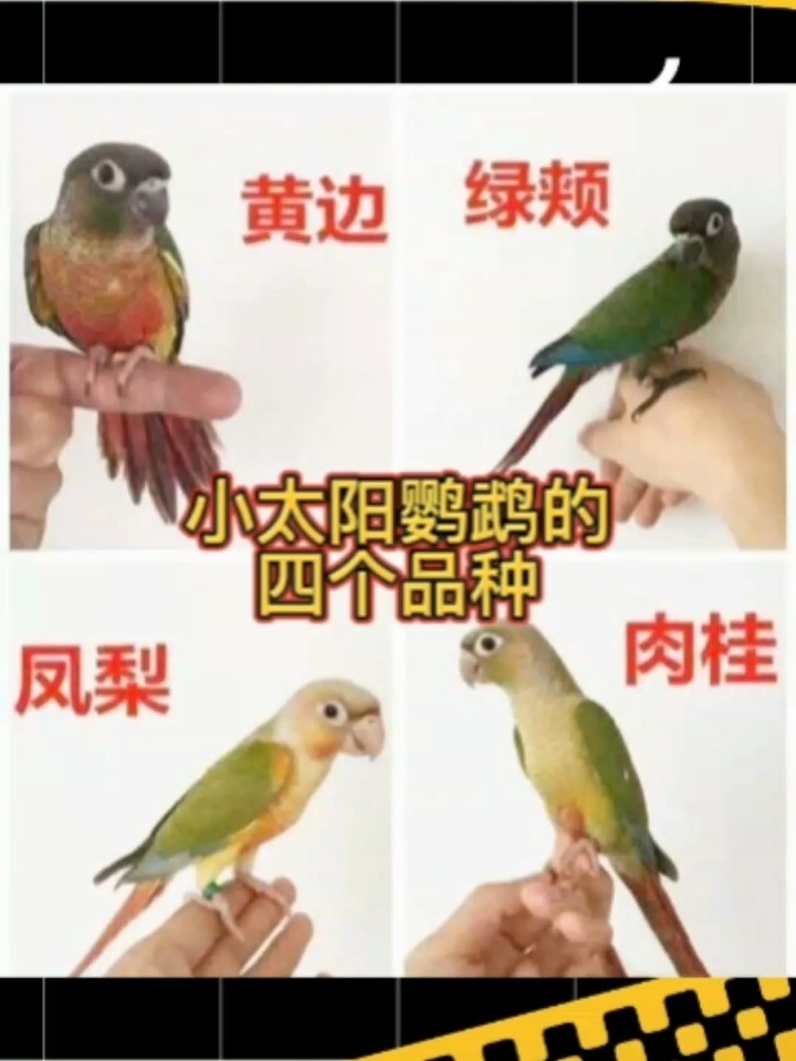 小太阳鹦鹉的四个品种