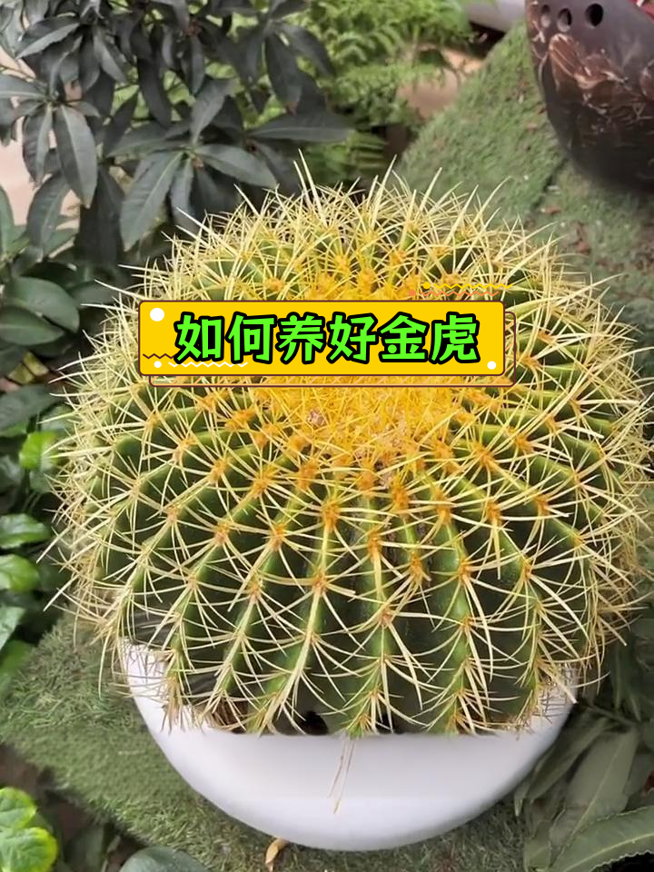 金虎仙人球的秋季养护技巧