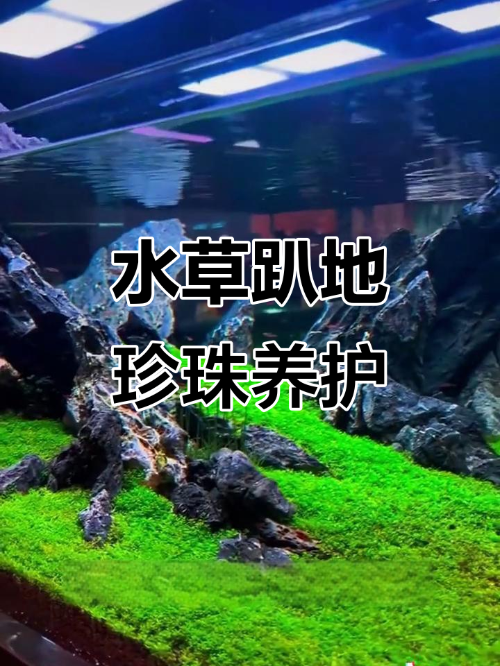 鱼缸水草坪打造技巧,轻松养殖无需底沙