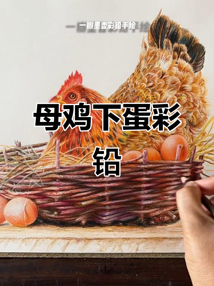 母鸡孵蛋的彩铅画，细节满满