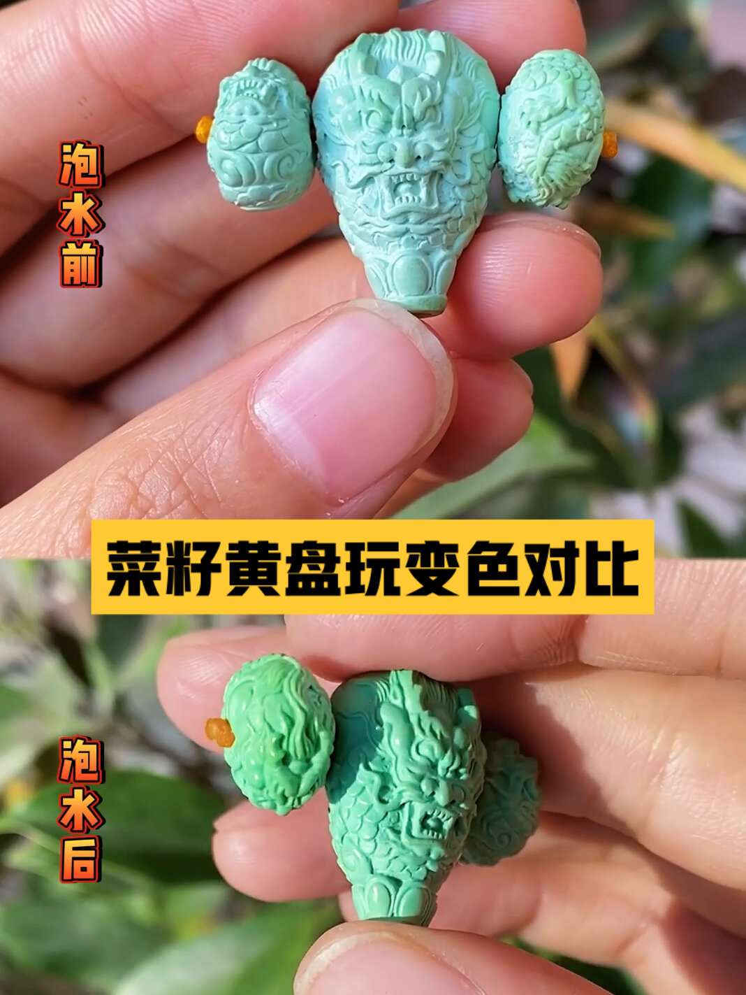 菜籽黄盘玩前后!