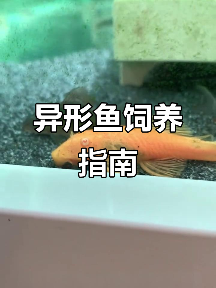 异形鱼新手必看:黄金大胡子与大帆饲养全攻略