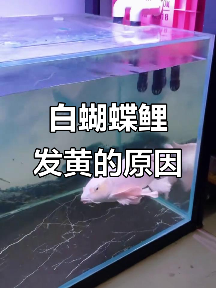 为什么白蝴蝶鲤养着变黄?六大原因及解决方法