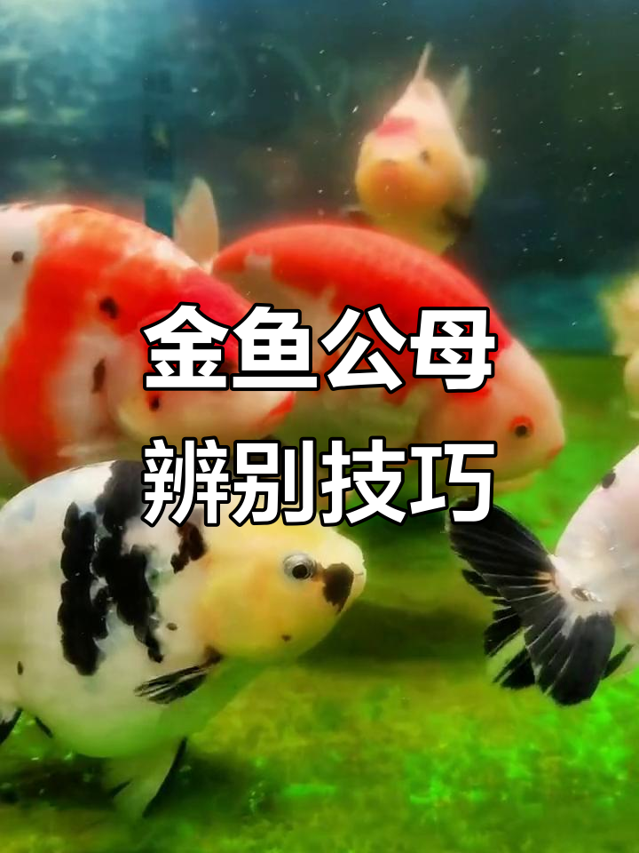 如何分辨金鱼公母?从鱼鳍到生殖器全解析