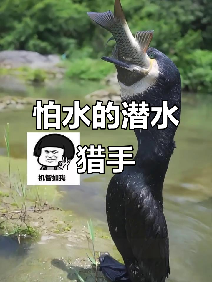 潜水高手鸬鹚：捕鱼能手，却怕湿身晒翅