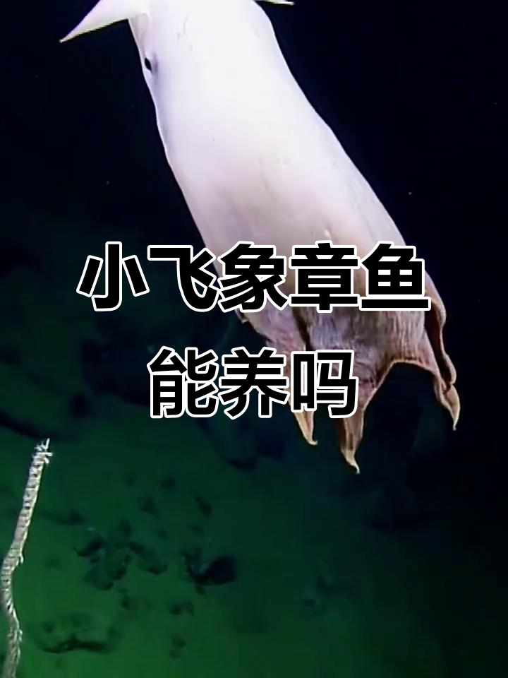 深海小飞象章鱼,可爱却难养!