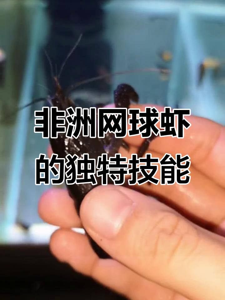 蓝网球虾:钩状大螯与过滤网,草缸中的温顺捕食者