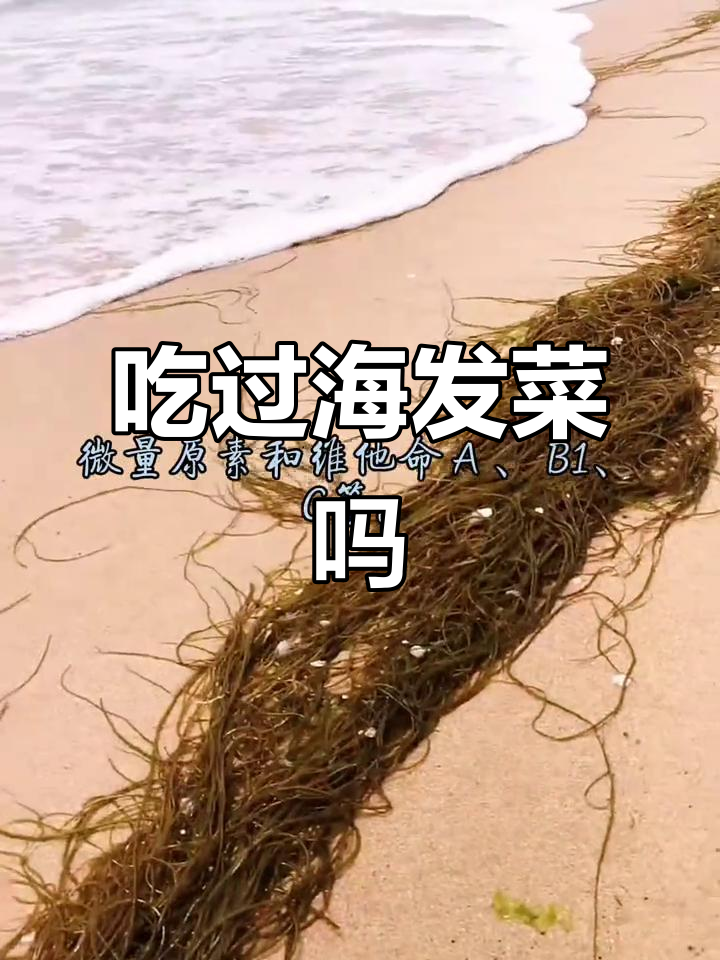 海发菜,您尝过吗?海边特产的美味秘密