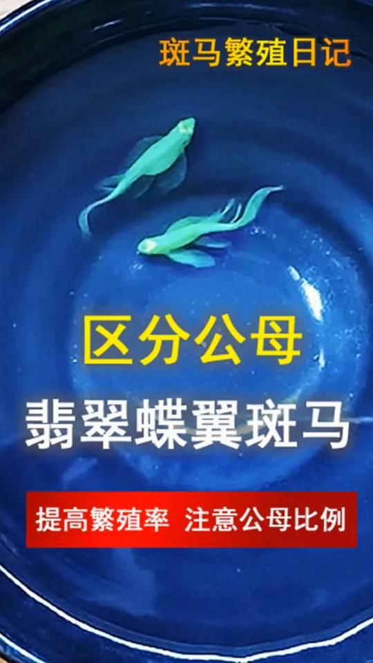 翡翠蝶翼斑马如何区分公母,繁殖公母比例