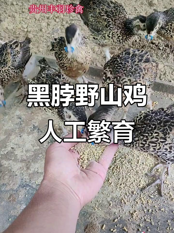 贵州黑脖野山鸡：珍稀品种的人工繁殖与生态养殖