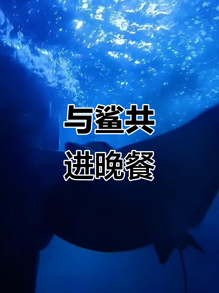 鲨鱼晚餐体验,隧道里的西餐浪漫之旅