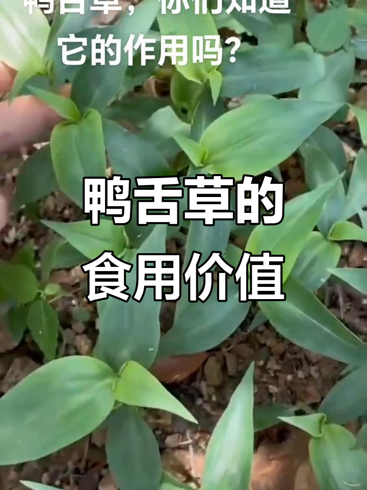 鸭舌草:夏季蓝色小花,嫩茎叶可做野菜