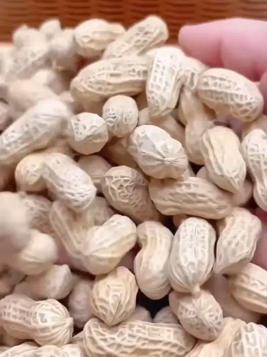 福建龙岩特产水煮花生真的太好吃了，用盐水煮熟后晒干的，每一粒都很饱满，吃起来咸香酥脆，越嚼