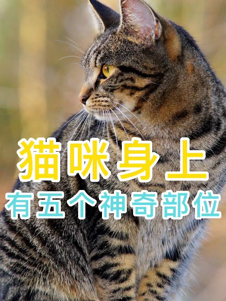 猫咪身上有5个神奇部位