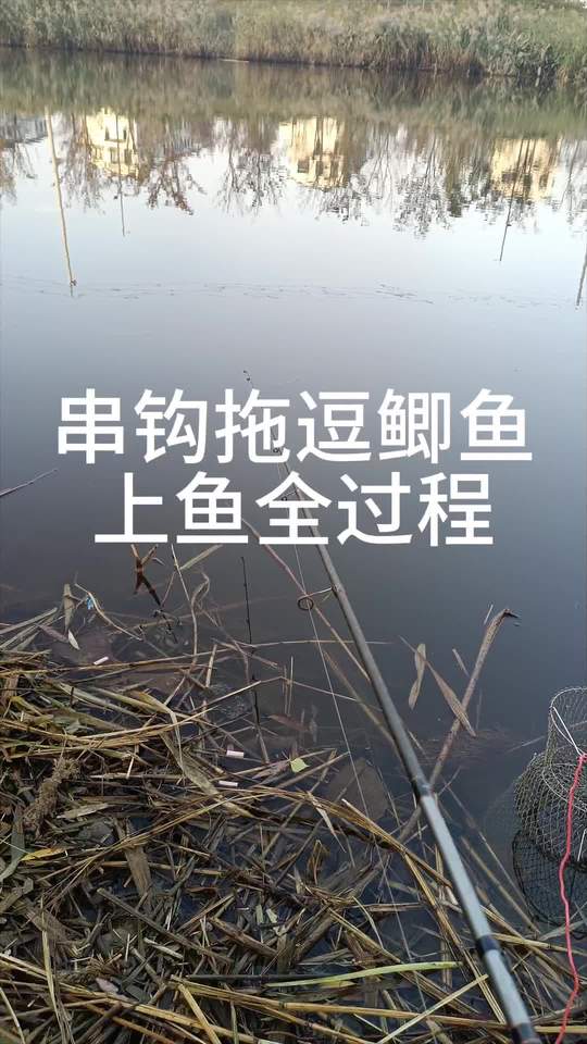原来鲫鱼还能这么钓，串钩拖逗全程展示
