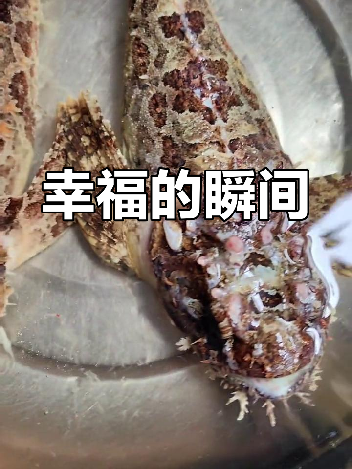 偶遇野生石斑鱼,大佛手虎鱼炖汤,幸福就是有个好老公