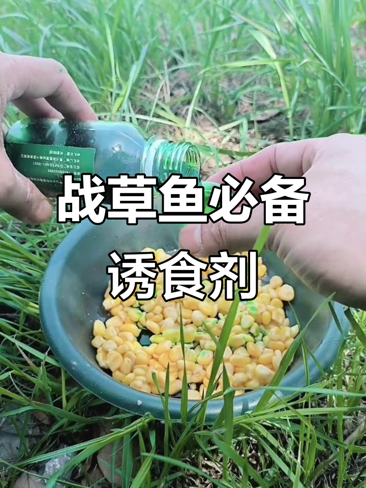 草鱼诱食剂大揭秘,钓获百米内的所有草鱼