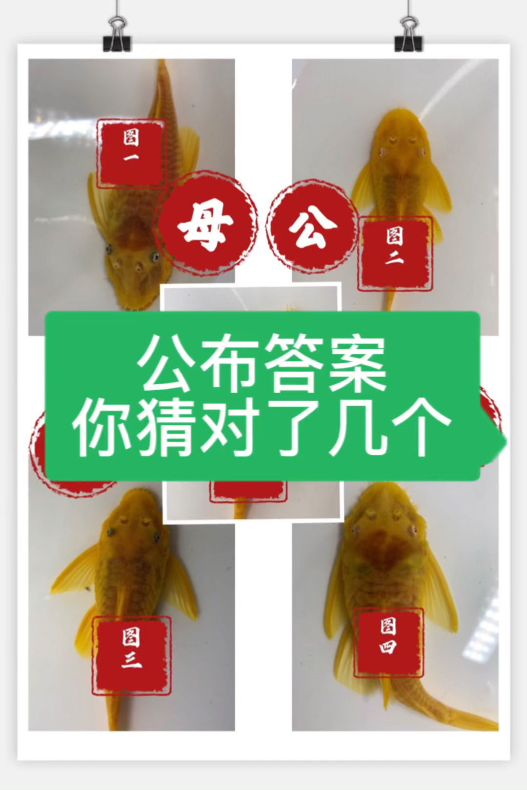 黄金大胡子如何分公母