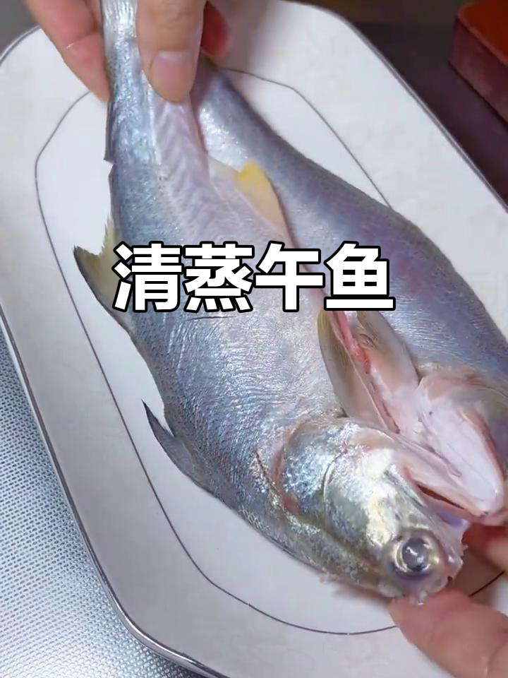 闽南第一鱼午鱼的清蒸做法,鲜美无比!