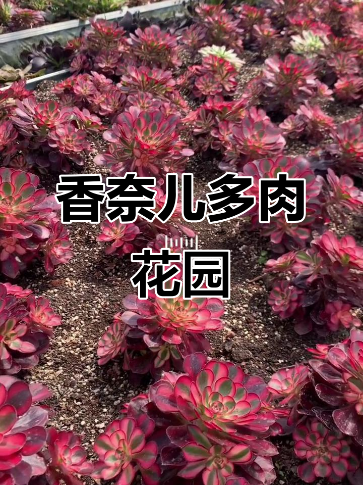 带你领略香奈儿的多肉魅力,花园中的美丽分享