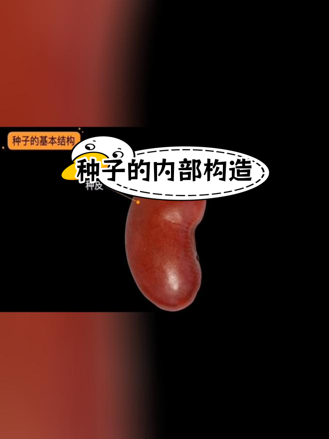 种子结构大揭秘:菜豆与玉米的差异