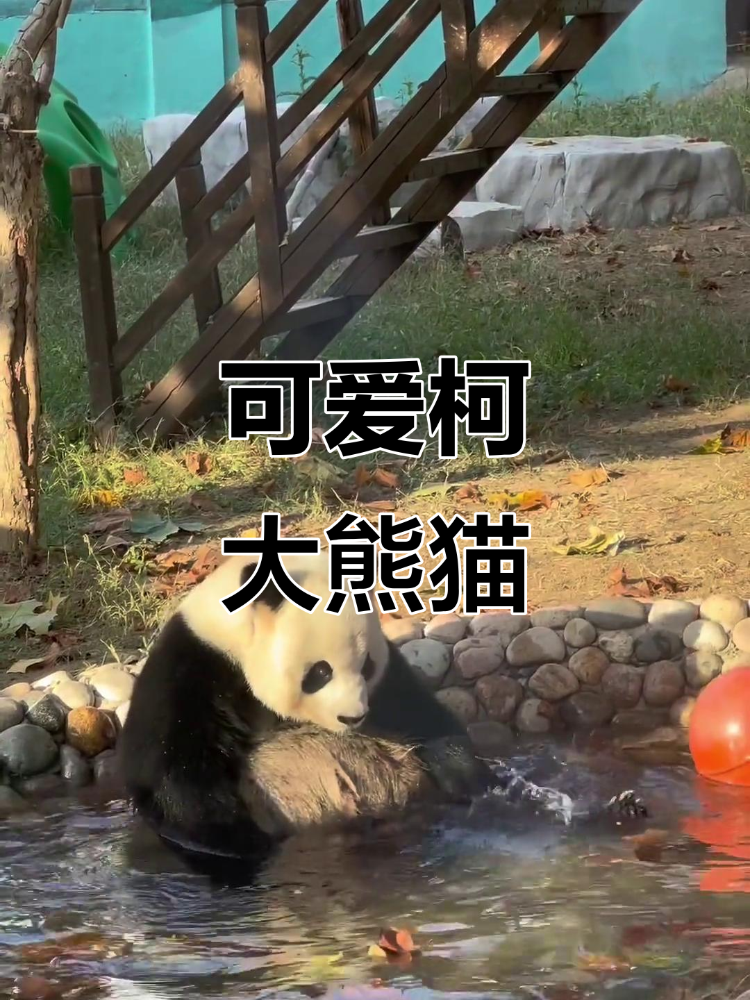 萌态十足!水中贵族柯大熊猫,吃蛋糕后胖嘟嘟的扭动