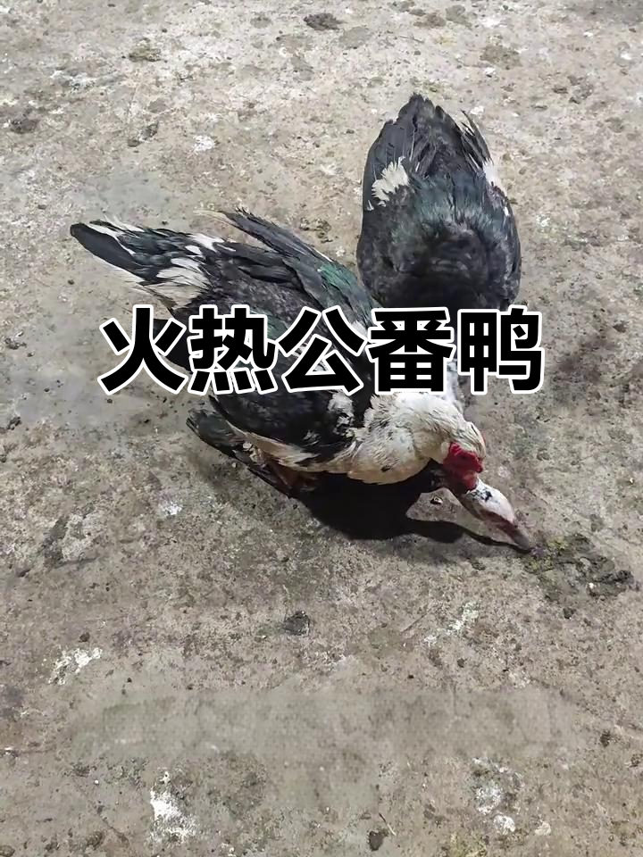 公番鸭，烧得火热，堪称最炙热的鸭子！