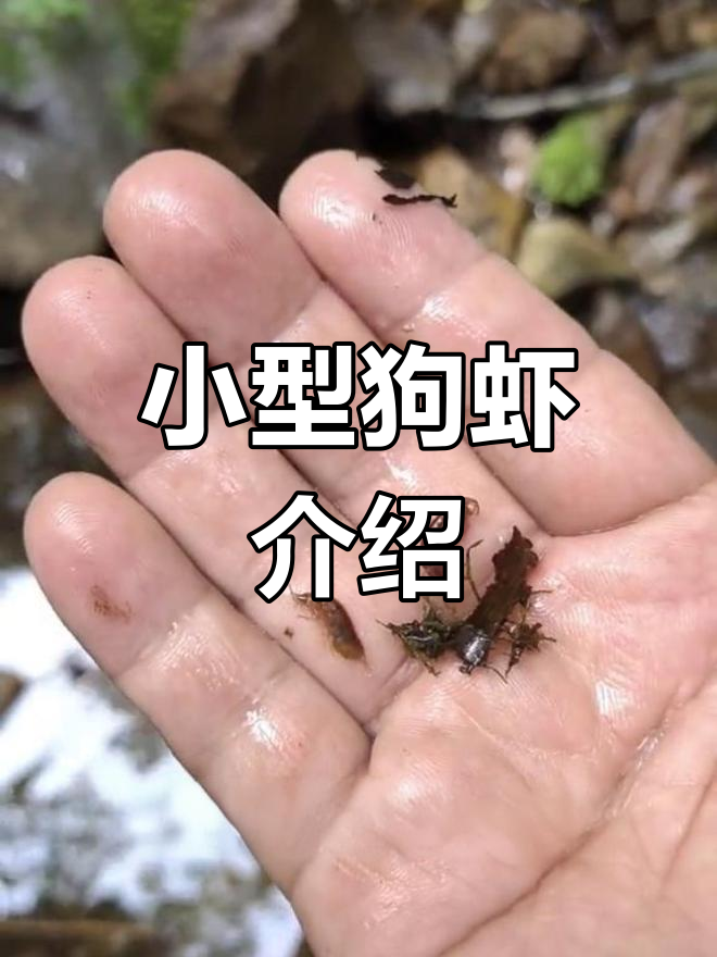 淡水钩虾:小型的甲壳类动物