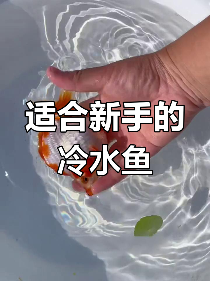 新手养鱼首选:流金金鱼推荐