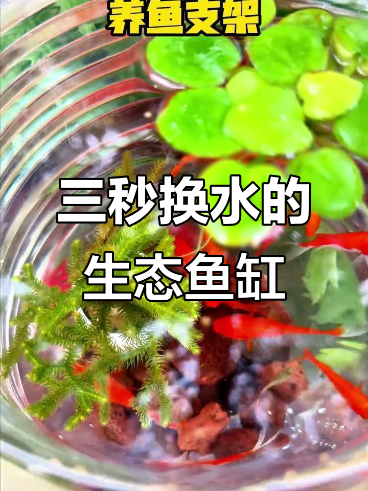 大学生设计矿泉水桶变鱼缸,三秒换水超方便