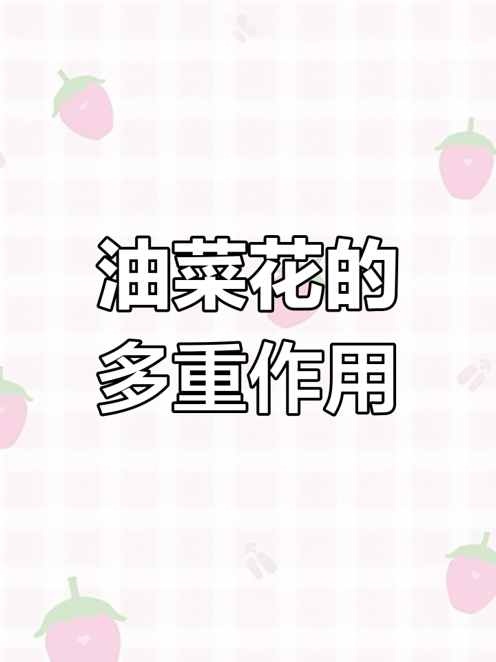 油菜花的多种用途与价值