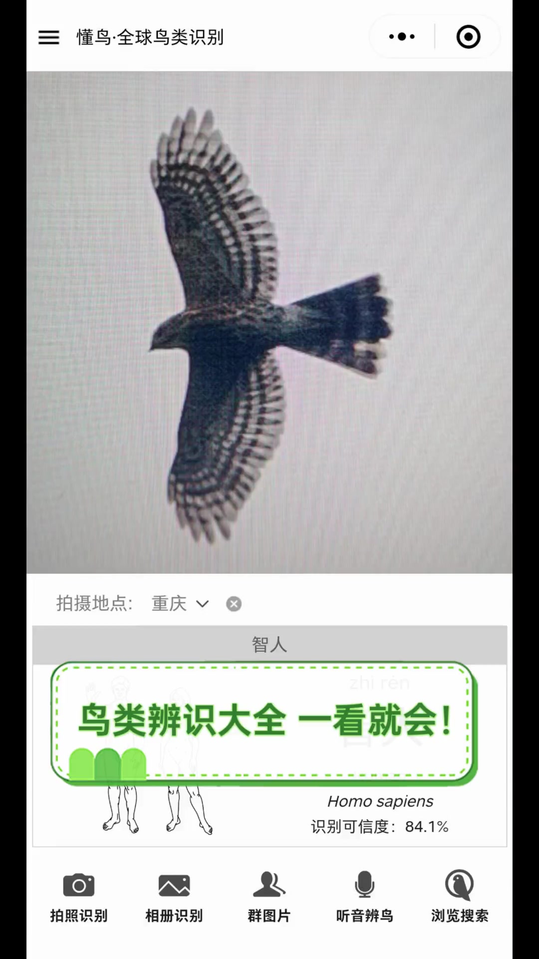 鸟类辨识大全,一看就会!