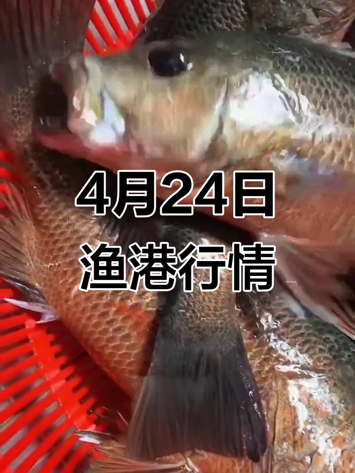 4月24日渔港码头海鲜价格大揭秘