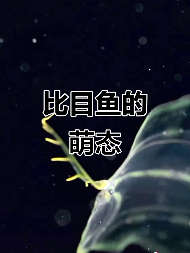 午间放松,欣赏深海比目鱼幼崽的可爱模样