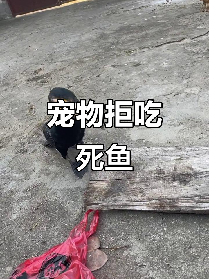 聪明萌宠不吃死鱼,明天试试新鲜黑鱼